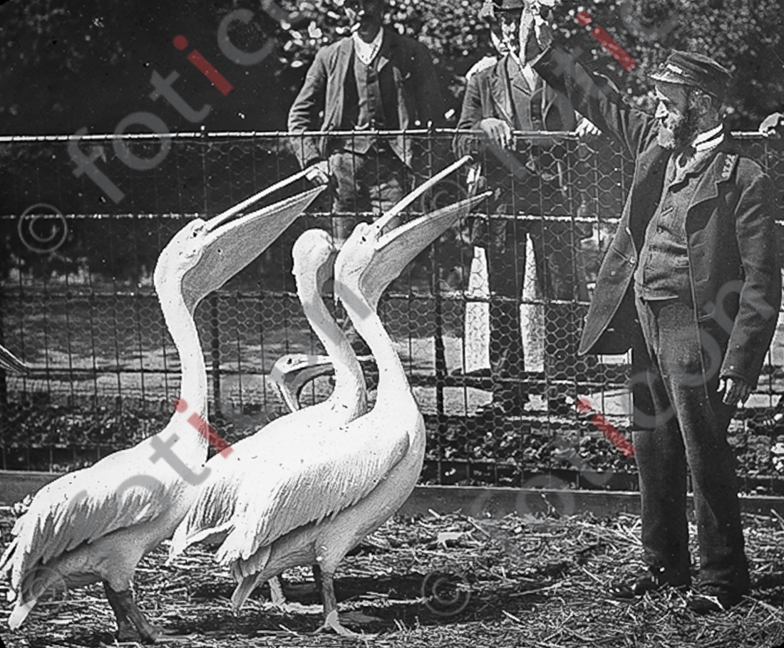 Pelikan | Pelican - Foto foticon-simon-167-058-sw.jpg | foticon.de - Bilddatenbank für Motive aus Geschichte und Kultur